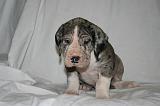 DOGUE ALLEMAND 723